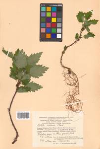 Betula ermanii Cham., Siberia, Chukotka & Kamchatka (S7) (Russia)