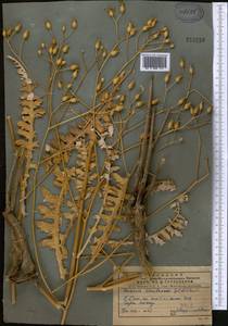 Arctium korolkowii (Regel & Schmalh.) Kuntze, Middle Asia, Pamir & Pamiro-Alai (M2)