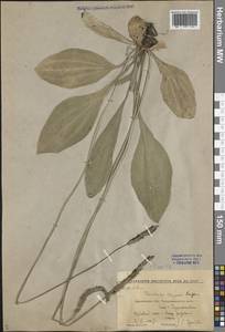Plantago urvillei Opiz, Eastern Europe, Central forest-and-steppe region (E6) (Russia)