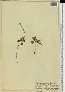 Thalictrum alpinum L., Eastern Europe, Northern region (E1) (Russia)