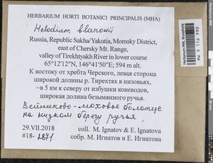 Helodium blandowii (F. Weber & D. Mohr) Warnst., Bryophytes, Bryophytes - Yakutia (B19) (Russia)