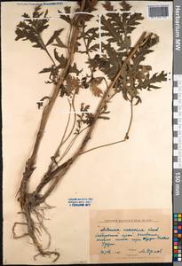 Artemisia medioxima Krasch. ex Poljakov, Siberia, Russian Far East (S6) (Russia)