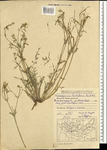 Hypecoum lactiflorum (Kar. & Kir.) Pazij, Mongolia (MONG) (Mongolia)