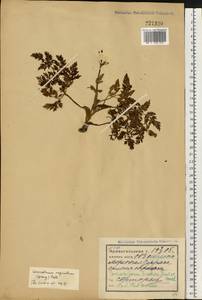 Conioselinum tataricum Hoffm., Eastern Europe, Northern region (E1) (Russia)