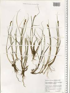 Carex mackenziei V.I.Krecz., Eastern Europe, Northern region (E1) (Russia)