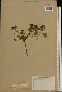 Geranium pusillum L., Eastern Europe, North-Western region (E2) (Russia)