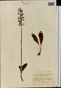 Platanthera bifolia (L.) Rich., Eastern Europe, West Ukrainian region (E13) (Ukraine)