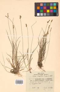 Carex echinata Murray, Siberia, Russian Far East (S6) (Russia)