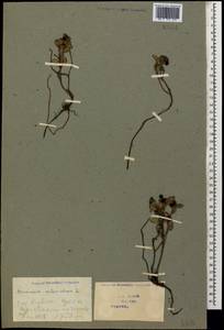Vaccinium vitis-idaea L., Caucasus, Georgia (K4) (Georgia)