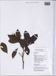 Kalmia latifolia L., America (AMER) (United States)