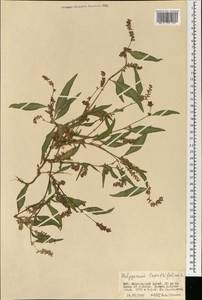 Persicaria lapathifolia (L.) Gray, Mongolia (MONG) (Mongolia)