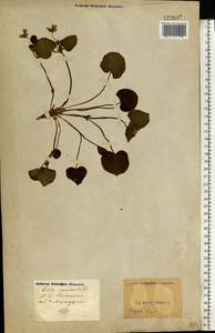 Viola mirabilis L., Eastern Europe, North Ukrainian region (E11) (Ukraine)