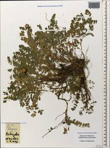 Astragalus oreades C. A. Meyer, Caucasus, Stavropol Krai, Karachay-Cherkessia & Kabardino-Balkaria (K1b) (Russia)
