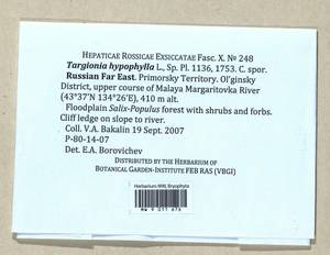 Targionia hypophylla L., Bryophytes, Bryophytes - Russian Far East (excl. Chukotka & Kamchatka) (B20) (Russia)