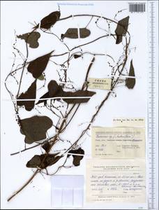 Dioscorea, South Asia, South Asia (Asia outside ex-Soviet states and Mongolia) (ASIA) (China)