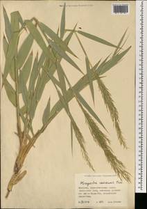 Phragmites australis (Cav.) Trin. ex Steud., Mongolia (MONG) (Mongolia)