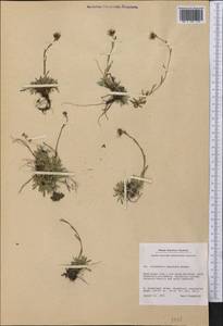 Antennaria monocephala subsp. angustata (Greene) Hultén, America (AMER) (Greenland)