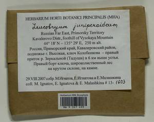 Leucobryum juniperoideum (Brid.) Müll. Hal., Bryophytes, Bryophytes - Russian Far East (excl. Chukotka & Kamchatka) (B20) (Russia)