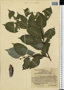 Chosenia cardiophylla (Trautv. & C. A. Mey.) N. Chao, Siberia, Russian Far East (S6) (Russia)