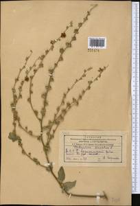Verbascum sinuatum L., Middle Asia, Kopet Dag, Badkhyz, Small & Great Balkhan (M1) (Turkmenistan)