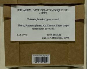 Grimmia jacutica Ignatova, Bedn.-Ochyra, Afonina & J. Muñoz, Bryophytes, Bryophytes - Krasnoyarsk Krai, Tyva & Khakassia (B17) (Russia)