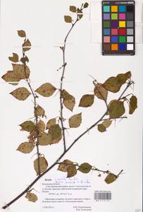 Betula aurata Borkh., Eastern Europe, Central region (E4) (Russia)