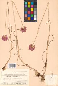 Allium rotundum L., Eastern Europe, Moscow region (E4a) (Russia)