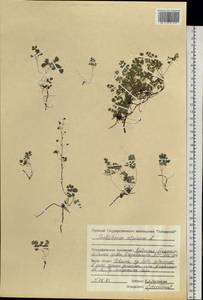 Thalictrum alpinum L., Siberia, Central Siberia (S3) (Russia)