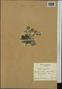 Crepis pygmaea L., Western Europe (EUR) (France)