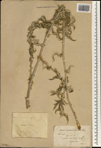 Echinops, South Asia, South Asia (Asia outside ex-Soviet states and Mongolia) (ASIA) (Turkey)