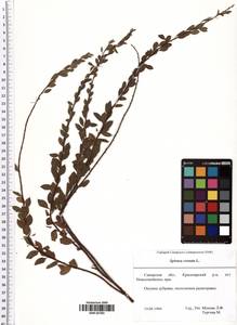 Spiraea crenata L., Eastern Europe, Middle Volga region (E8) (Russia)