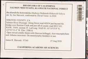 Bucklandiella heterosticha (Hedw.) Bedn.-Ochyra & Ochyra, Bryophytes, Bryophytes - America (BAm) (United States)