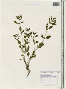 Chaiturus marrubiastrum (L.) Ehrh. ex Rchb., Caucasus, Black Sea Shore (from Novorossiysk to Adler) (K3) (Russia)