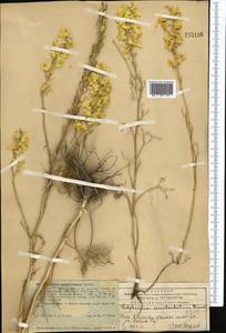 Delphinium semibarbatum Bien. ex Boiss., Middle Asia, Western Tian Shan & Karatau (M3) (Kazakhstan)