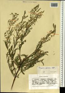 Indigofera heterantha Brandis, South Asia, South Asia (Asia outside ex-Soviet states and Mongolia) (ASIA) (Afghanistan)