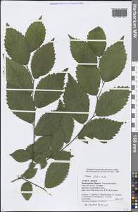 Ulmus glabra Huds., Eastern Europe, Central forest-and-steppe region (E6) (Russia)
