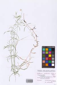 Stellaria palustris (Murray ex Ehrh.) Hoffm., Eastern Europe, Northern region (E1) (Russia)