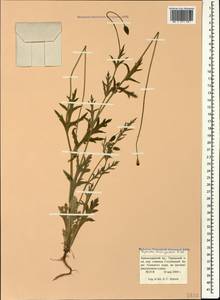 Papaver laevigatum M. Bieb., Caucasus, Krasnodar Krai & Adygea (K1a) (Russia)