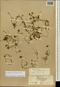 Thymus sibiricus (Serg.) Klokov & Des.-Shost., Siberia, Yakutia (S5) (Russia)