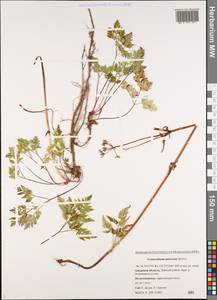 Conioselinum tataricum Hoffm., Siberia, Russian Far East (S6) (Russia)