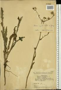 Picris hieracioides subsp. hieracioides, Eastern Europe, South Ukrainian region (E12) (Ukraine)