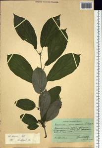 Rhamnus dahuricus (Makino) Kartesz & Gandhi, Siberia, Russian Far East (S6) (Russia)