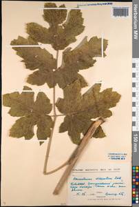 Heracleum dissectum Ledeb., Siberia, Baikal & Transbaikal region (S4) (Russia)