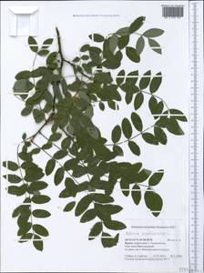 Robinia pseudoacacia L., Crimea (KRYM) (Russia)