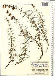 Hypericum asperuloides Czern. & Turcz., Caucasus, Stavropol Krai, Karachay-Cherkessia & Kabardino-Balkaria (K1b) (Russia)