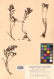 Phedimus sichotensis (Vorosch.) 't Hart, Siberia, Russian Far East (S6) (Russia)