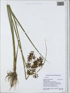 Cyperus, South Asia, South Asia (Asia outside ex-Soviet states and Mongolia) (ASIA) (China)