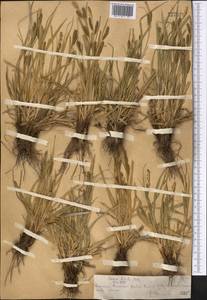 Carex diluta M.Bieb., Middle Asia, Northern & Central Tian Shan (M4) (Kazakhstan)