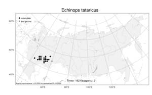 Echinops tataricus Knjaz., Atlas of the Russian Flora (FLORUS) (Russia)