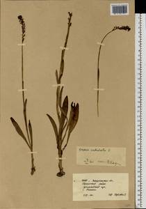Neotinea ustulata (L.) R.M.Bateman, Pridgeon & M.W.Chase, Eastern Europe, West Ukrainian region (E13) (Ukraine)